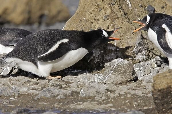 Gentoo Penguin - two squabbling. Brown Bluff - Antarctic Peninsula