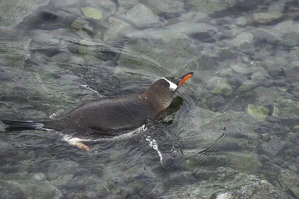 Gentoo Penguin - Swimming Pygoscelis papua Port Lockeroy Antarctic Penninsular BI007803