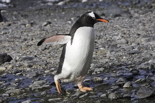 Gentoo Penguin - walking. Brown Bluff - Antarctic Peninsula