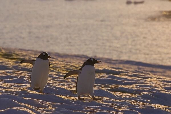 Gentoo Penguin - Walking on snow at sunset Petermann Island, Antarctica
