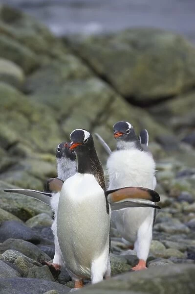 Gentoo Penguin - Young chasing adult for food Pygoscelis papua Ronge Island Antarctica Penninsular BI007731