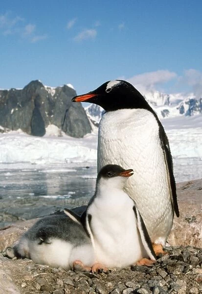 Gentoo Penguin - with young Petersville Island, Antarctica