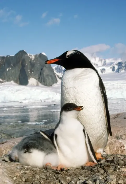 Framed Print : Gentoo Penguin - with young Petersville Island, Antarctica