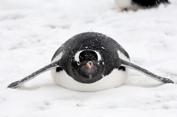 Gentoo Penguins - Lying down in snow - South Georgia - Antarctica