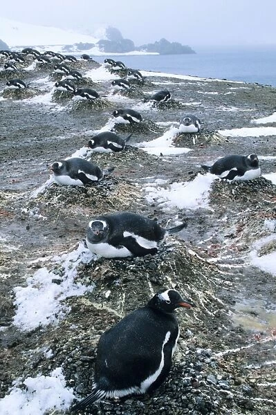 Gentoo Penguins - Nesting Aitcho Island, South Shetland Islands
