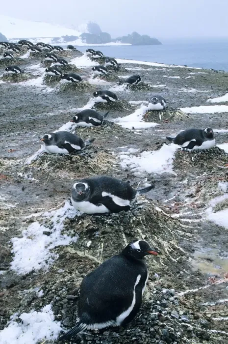 Framed Print : Gentoo Penguins - Nesting Aitcho Island, South Shetland Islands Framed Print : Gentoo Penguins - Nesting Aitcho Island, South Shetland Islands