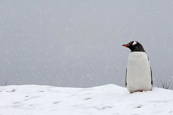 Gentoo Penguins - in snow - South Georgia - Antarctica