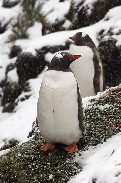 Gentoo Penguins - in snow - South Georgia - Antarctica