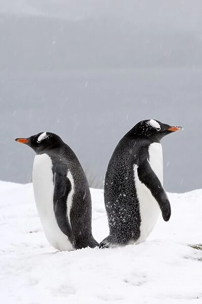 Gentoo Penguins - in snow, South Georgia, Antarctica