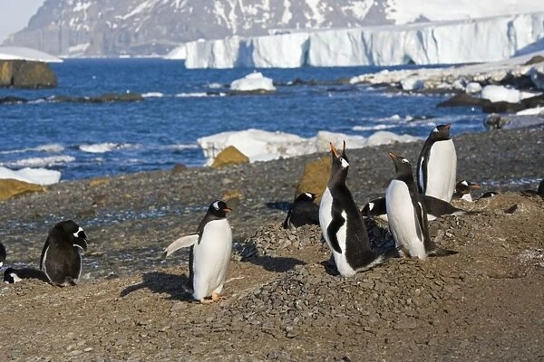Gentoo Penquins - Displaying at nest site on Brown Island, Antarctic, October
