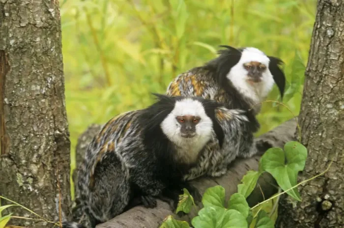 Framed Print : Geoffroy's Marmoset - Also known as: Geoffroy's tufted-ear marmoset white-faced marmoset and white-fronted marmoset Framed Print : Geoffroy's Marmoset - Also known as: Geoffroy's tufted-ear marmoset white-faced marmoset and white-fronted marmoset