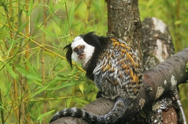 Geoffroy's Marmoset - Also known as: Geoffroy's tufted-ear marmoset white-faced marmoset and white-fronted marmoset