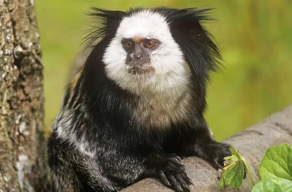 Geoffroy's Marmoset - Also known as: Geoffroy's tufted-ear marmoset, white-faced marmoset and white-fronted marmoset