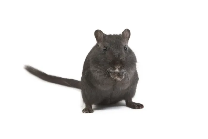 Framed Print : Gerbil - in studio Framed Print : Gerbil - in studio