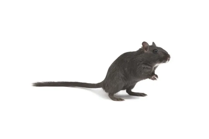 Framed Print : Gerbil - in studio Framed Print : Gerbil - in studio