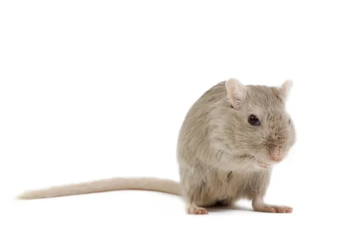 Framed Print : Gerbil - in studio Framed Print : Gerbil - in studio