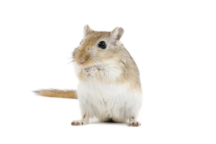 Framed Print : Gerbil - in studio Framed Print : Gerbil - in studio