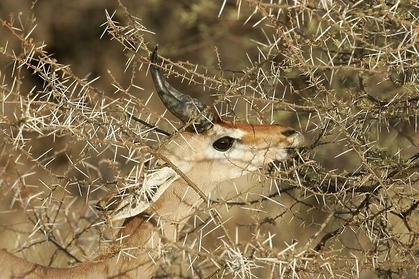 Gerenuk - eating. Samburu National Park - Kenya - Africa