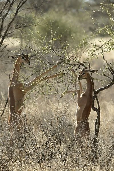 Gerenuk - two feeding. Samburu National Park - Kenya - Africa