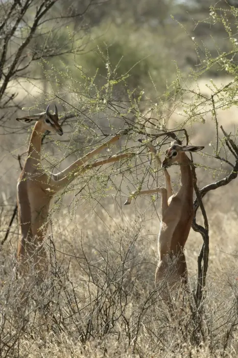Framed Print : Gerenuk - two feeding. Samburu National Park - Kenya - Africa Framed Print : Gerenuk - two feeding. Samburu National Park - Kenya - Africa