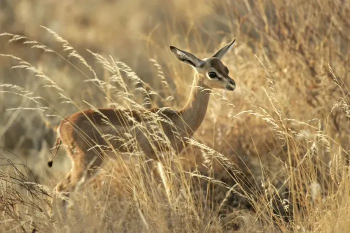 Framed Print : Gerenuk - in grass. Samburu National Park - Kenya - Africa Framed Print : Gerenuk - in grass. Samburu National Park - Kenya - Africa