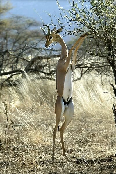 Gerenuk - on hind legs feeding. Samburu National Park - Kenya - Africa