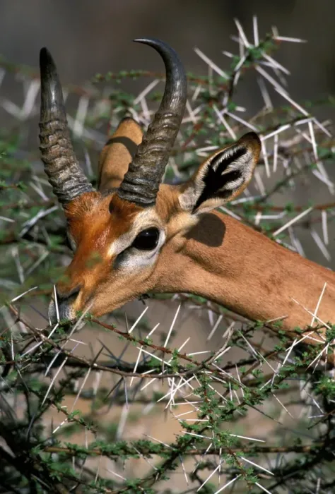 Framed Print : Gerenuk Samburu, Kenya Framed Print : Gerenuk Samburu, Kenya