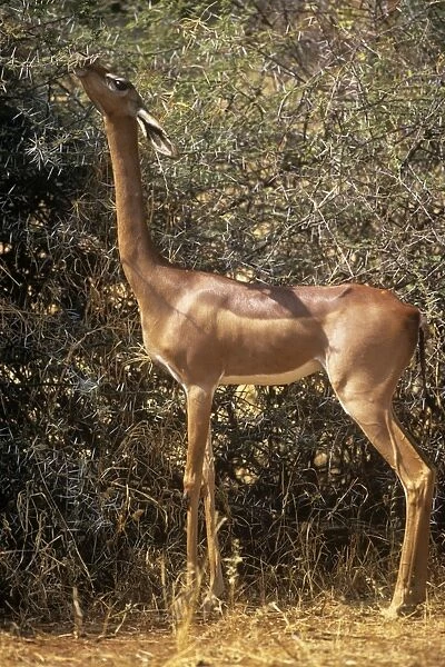 Gerenuk Samburu, Kenya, Africa