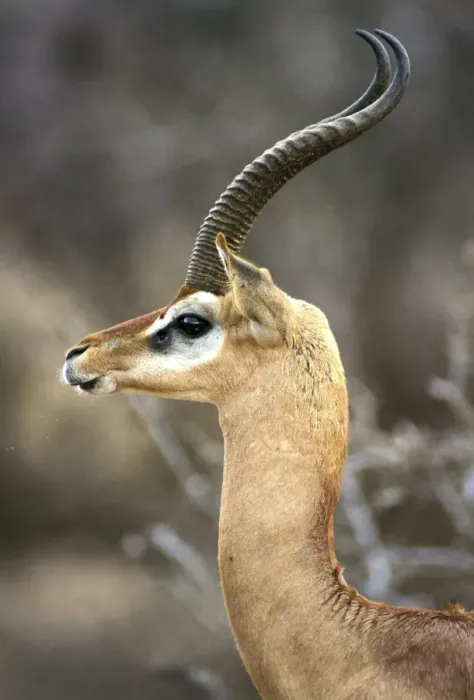 Framed Print : Gerenuk. Samburu National Park - Kenya - Africa Framed Print : Gerenuk. Samburu National Park - Kenya - Africa