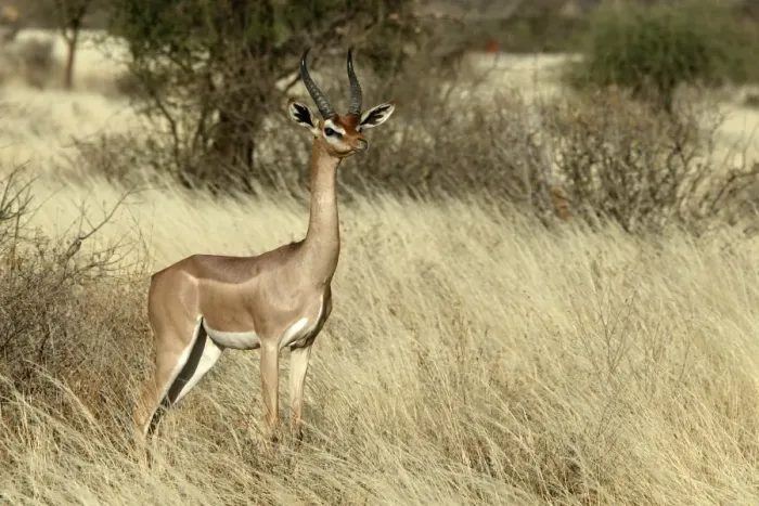 Framed Print : Gerenuk. Samburu National Park - Kenya - Africa Framed Print : Gerenuk. Samburu National Park - Kenya - Africa