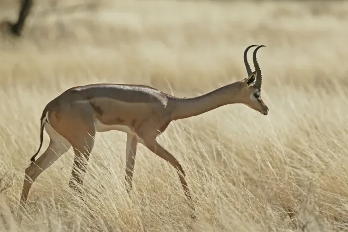 Framed Print : Gerenuk. Samburu National Park - Kenya - Africa Framed Print : Gerenuk. Samburu National Park - Kenya - Africa