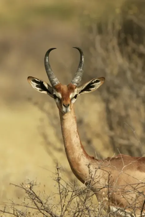 Framed Print : Gerenuk. Samburu National Park - Kenya - Africa Framed Print : Gerenuk. Samburu National Park - Kenya - Africa