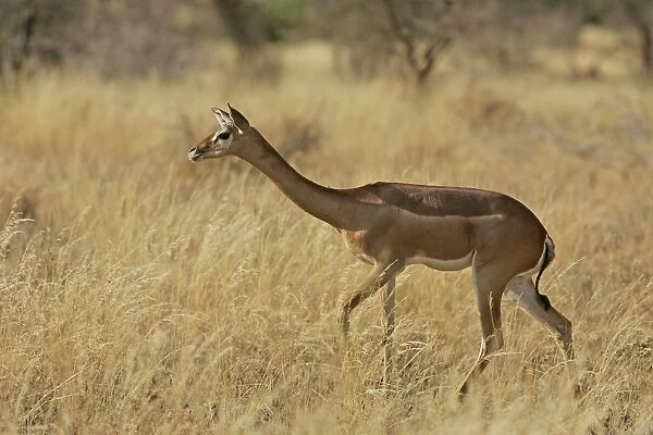 Gerenuk. Samburu National Park - Kenya - Africa
