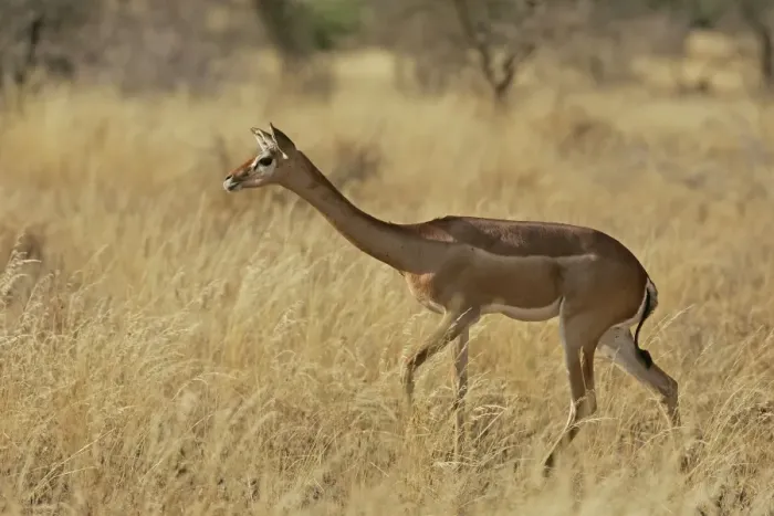 Framed Print : Gerenuk. Samburu National Park - Kenya - Africa Framed Print : Gerenuk. Samburu National Park - Kenya - Africa