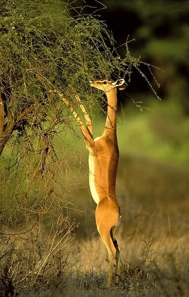 Gerenuk - standing to reach vegetation - Samburu National Reserve - Kenya JFL14746