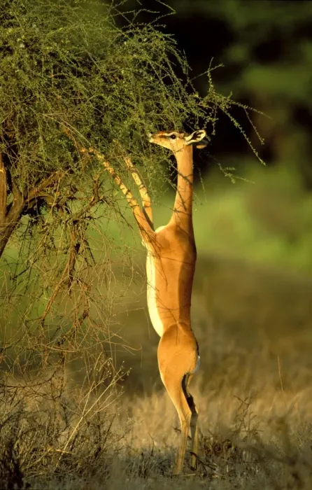 Framed Print : Gerenuk - standing to reach vegetation - Samburu National Reserve - Kenya JFL14746 Framed Print : Gerenuk - standing to reach vegetation - Samburu National Reserve - Kenya JFL14746