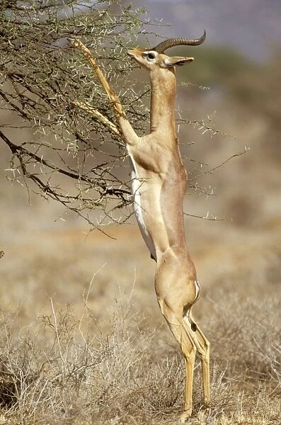Gerenuk - stretching on hind legs to reach vegetation - Samburu National Reserve - Kenya JFL17178