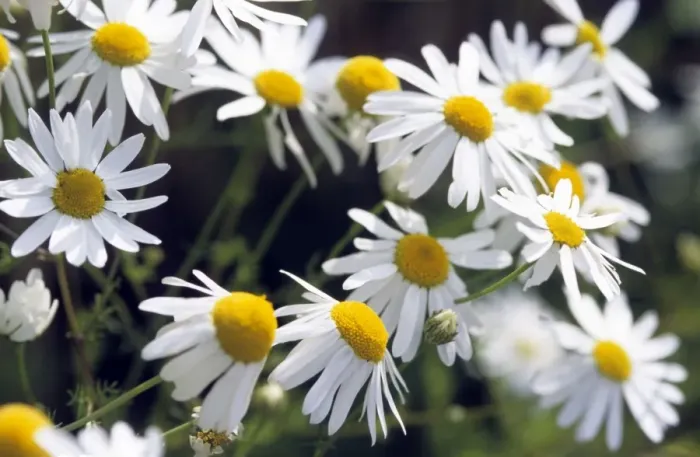 Framed Print : German Chamomile flowers Framed Print : German Chamomile flowers