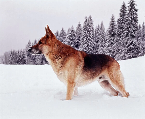 German Shepard Dog  /  Alsation JPF 782 Standing in snow © Jean-Paul Ferrero  /  ARDEA LONDON