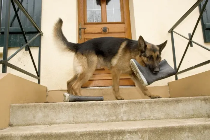 Framed Print : German Shepherd / Alsatian Dog with wellington boot in mouth Framed Print : German Shepherd / Alsatian Dog with wellington boot in mouth