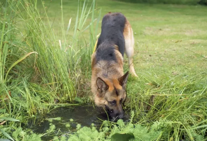 Framed Print : German Shepherd / Alsatian - drinking from pond Framed Print : German Shepherd / Alsatian - drinking from pond
