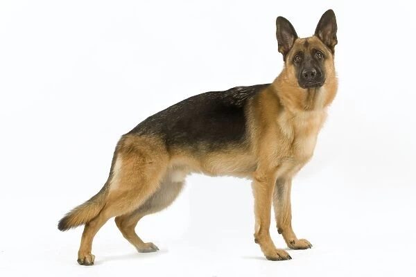 German Shepherd  /  Alsatian. Also known as Deutscher Schaferhund or Berger Allemand (French)