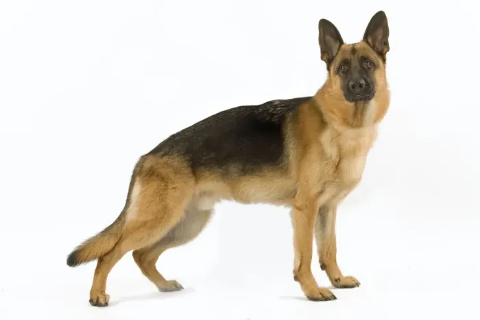 Framed Print : German Shepherd / Alsatian. Also known as Deutscher Schaferhund or Berger Allemand (French) Framed Print : German Shepherd / Alsatian. Also known as Deutscher Schaferhund or Berger Allemand (French)