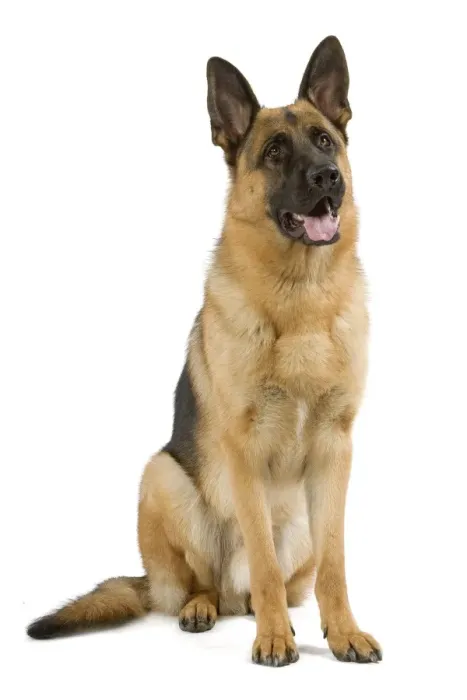 Framed Print : German Shepherd / Alsatian. Also known as Deutscher Schaferhund or Berger Allemand (French) Framed Print : German Shepherd / Alsatian. Also known as Deutscher Schaferhund or Berger Allemand (French)