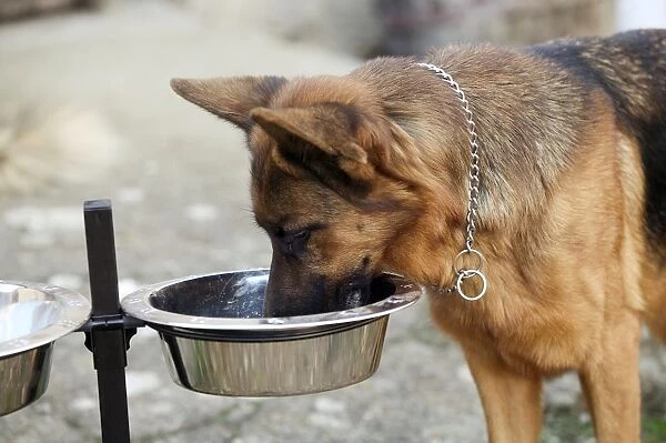 German Shepherd  /  Alsation - drinking from raised water bowl