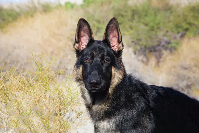 Framed Print : German Shepherd in the Coachella Valley, California Date: 10-11-2019 Framed Print : German Shepherd in the Coachella Valley, California Date: 10-11-2019