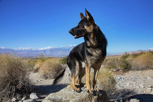 German Shepherd in the Coachella Valley, California Date: 10-11-2019