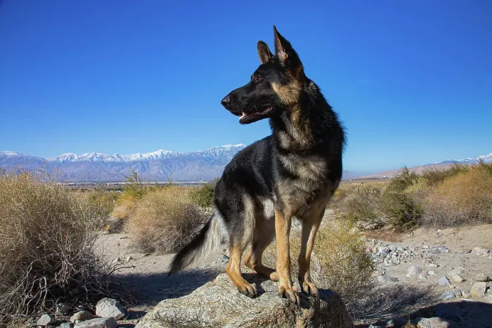 Framed Print : German Shepherd in the Coachella Valley, California Date: 10-11-2019 Framed Print : German Shepherd in the Coachella Valley, California Date: 10-11-2019