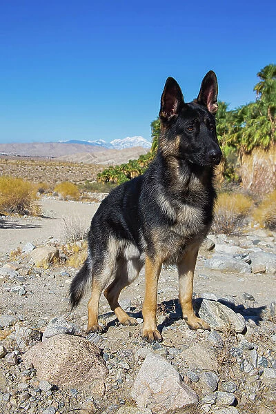 German Shepherd, Coachella Valley, California Date: 10-11-2019