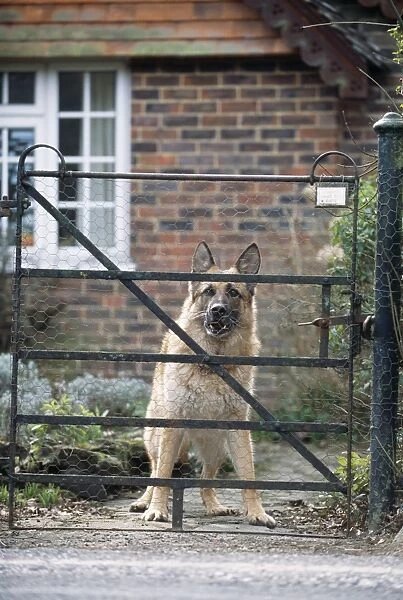 German Shepherd Dog - aggressive, at gate